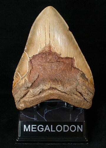 MASSIVE Megalodon Tooth - Visible Serrations #15998